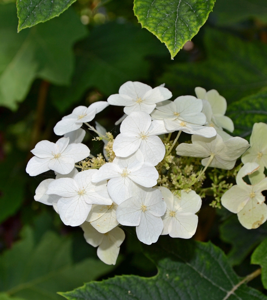 Изображение особи Hydrangea quercifolia.