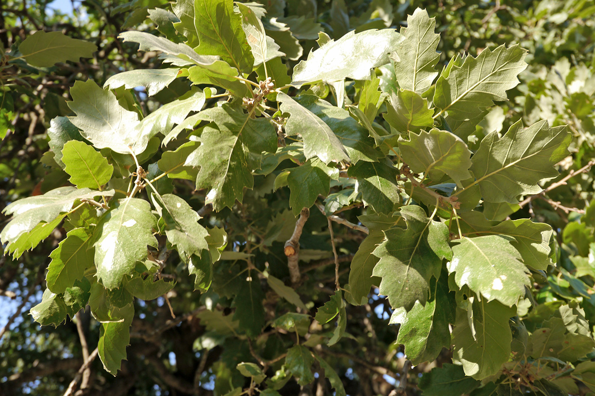 Image of genus Quercus specimen.