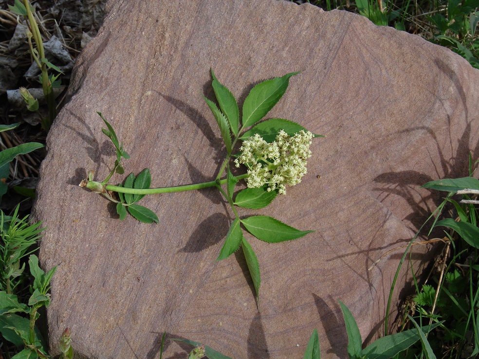 Изображение особи Sambucus sibirica.