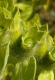 Hyoscyamus niger. Незрелый плод. Пермский край, Кунгурский р-н, долина р. Ирень в р-не урочища Кокуй, правый, песчано-галечный, берег, зарастающий луговой растительностью. 22 июля 2017 г.
