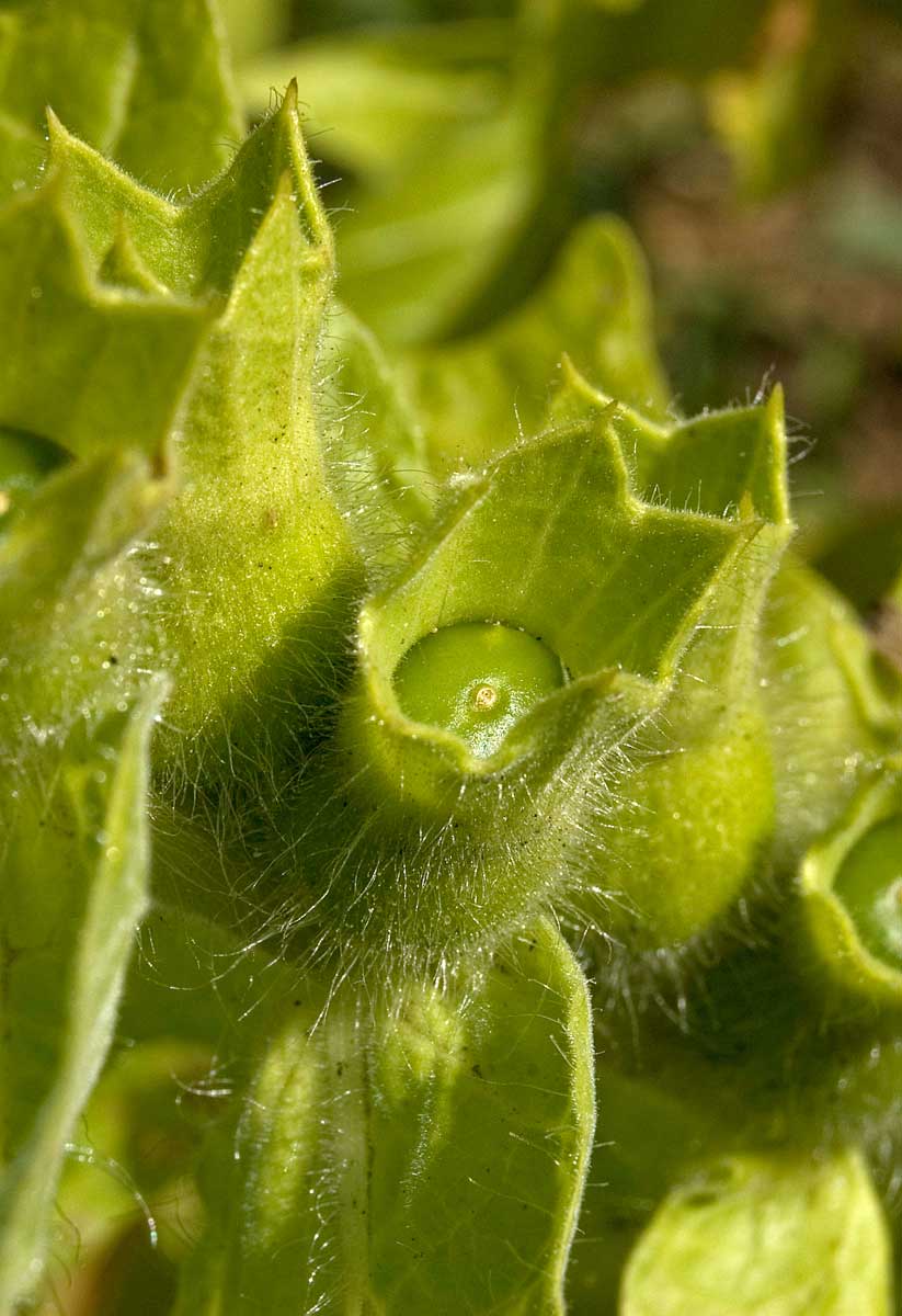 Изображение особи Hyoscyamus niger.