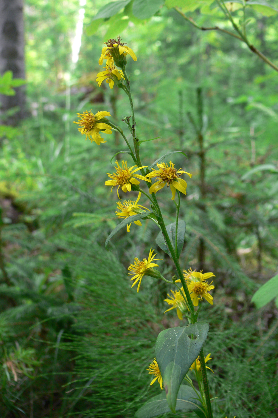 Image of Solidago virgaurea specimen.