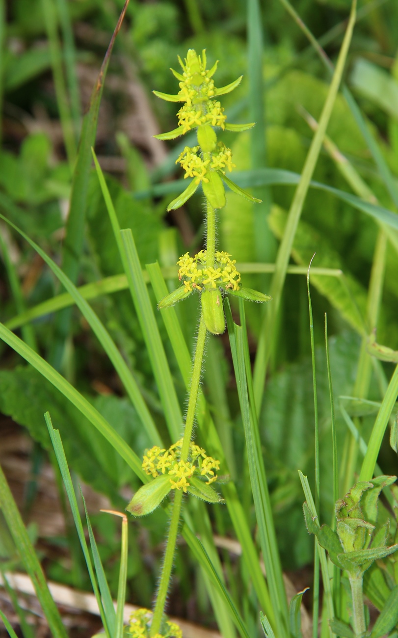 Image of Cruciata laevipes specimen.