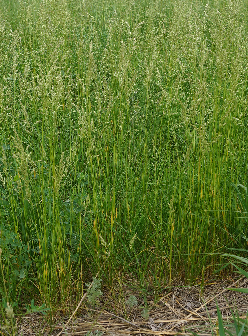 Изображение особи Poa angustifolia.