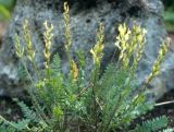 Oxytropis hippolyti