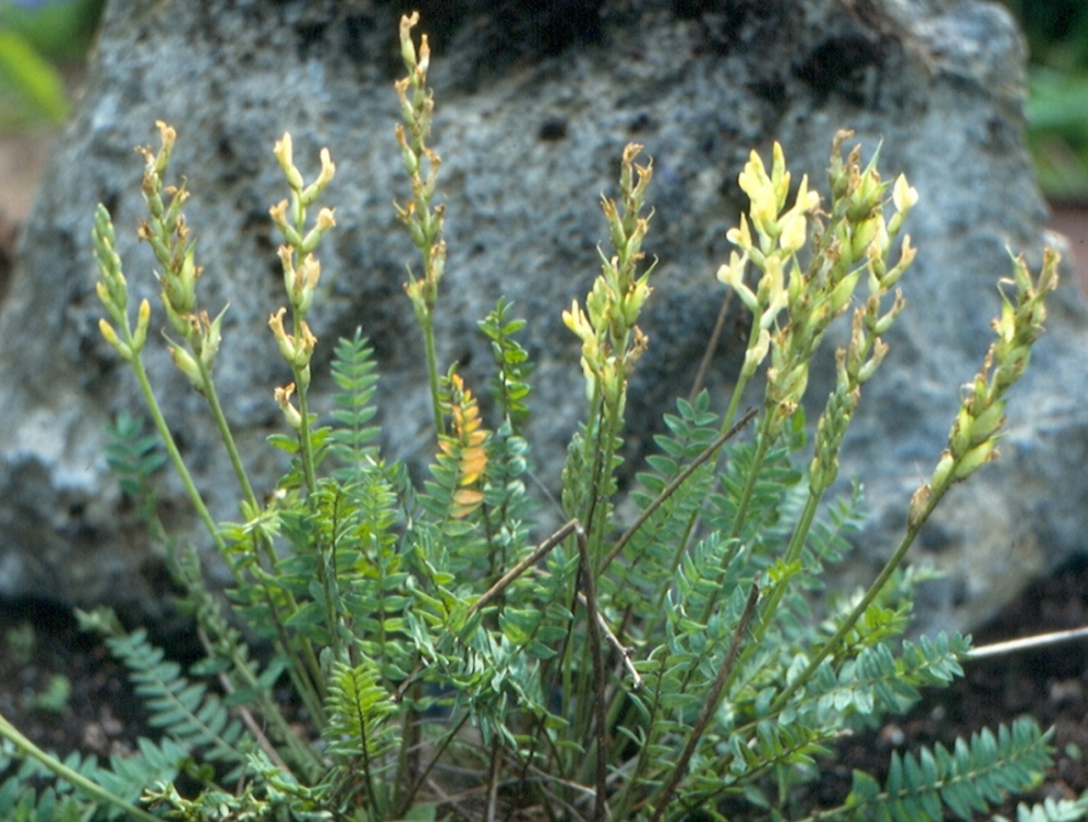 Изображение особи Oxytropis hippolyti.