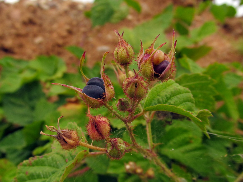 Image of Rubus caesius specimen.