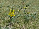 Thermopsis lanceolata