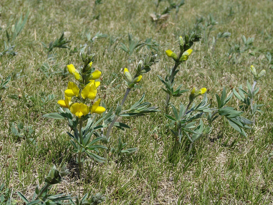 Image of Thermopsis lanceolata specimen.