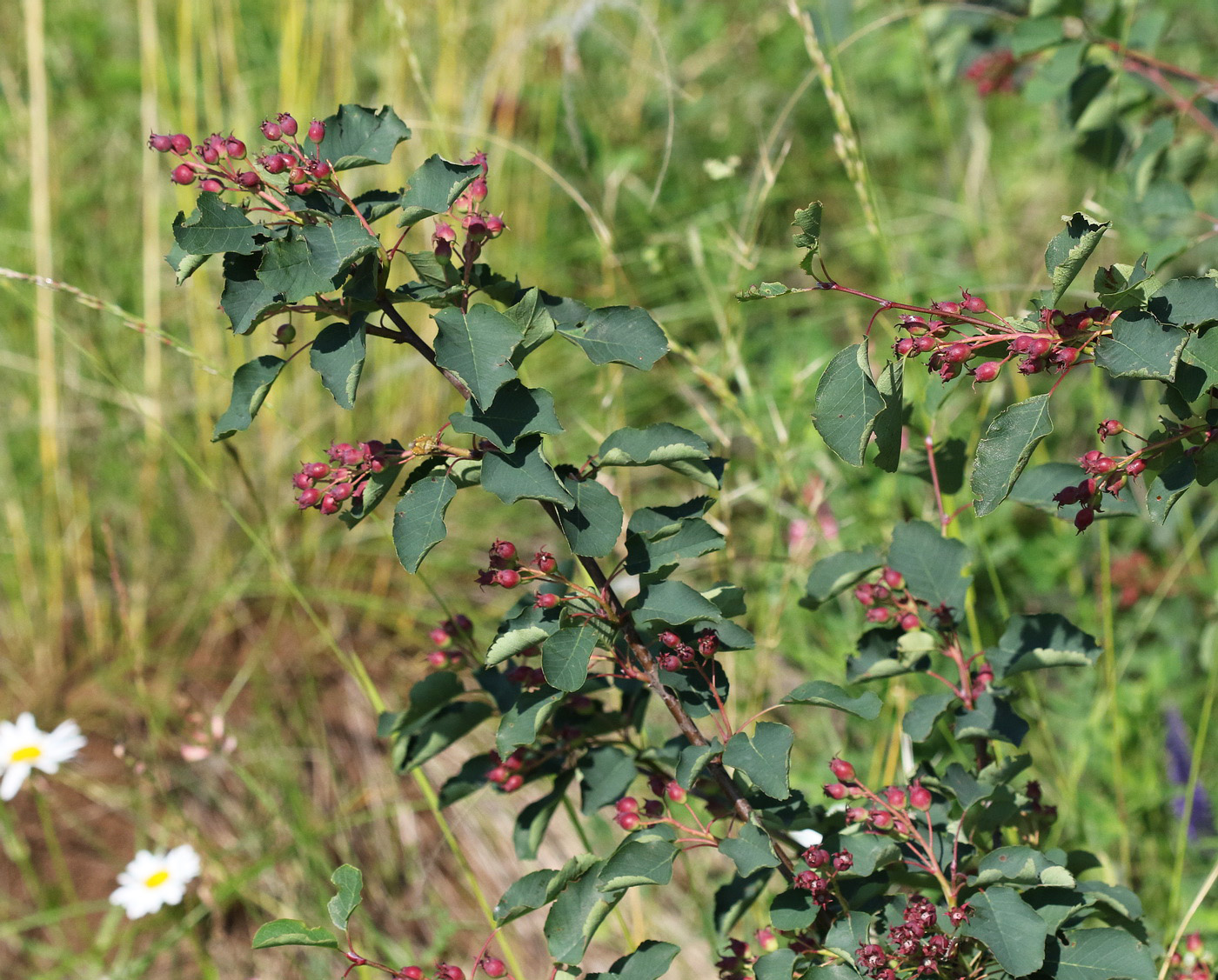 Image of Amelanchier alnifolia specimen.