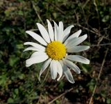 Leucanthemum vulgare