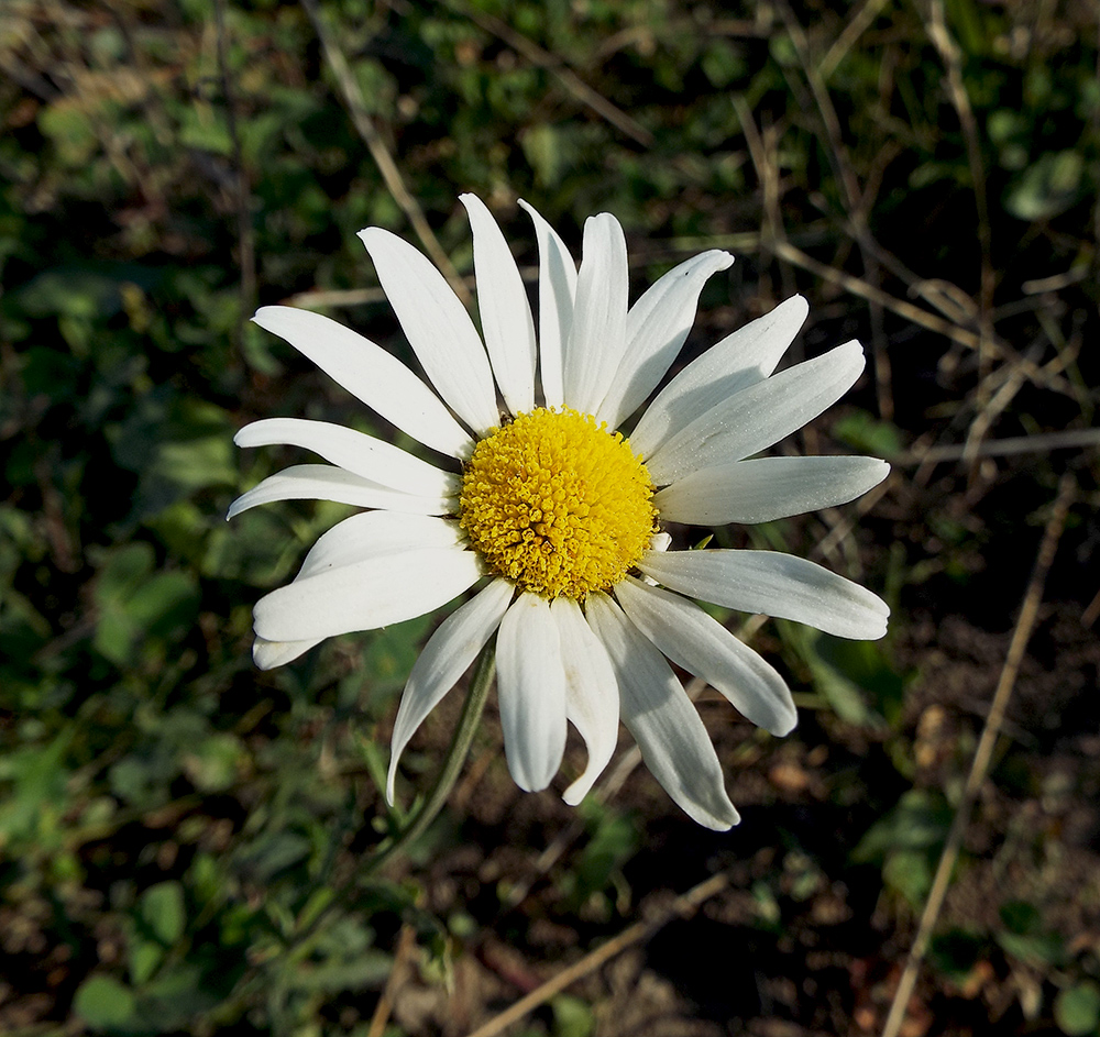 Изображение особи Leucanthemum vulgare.