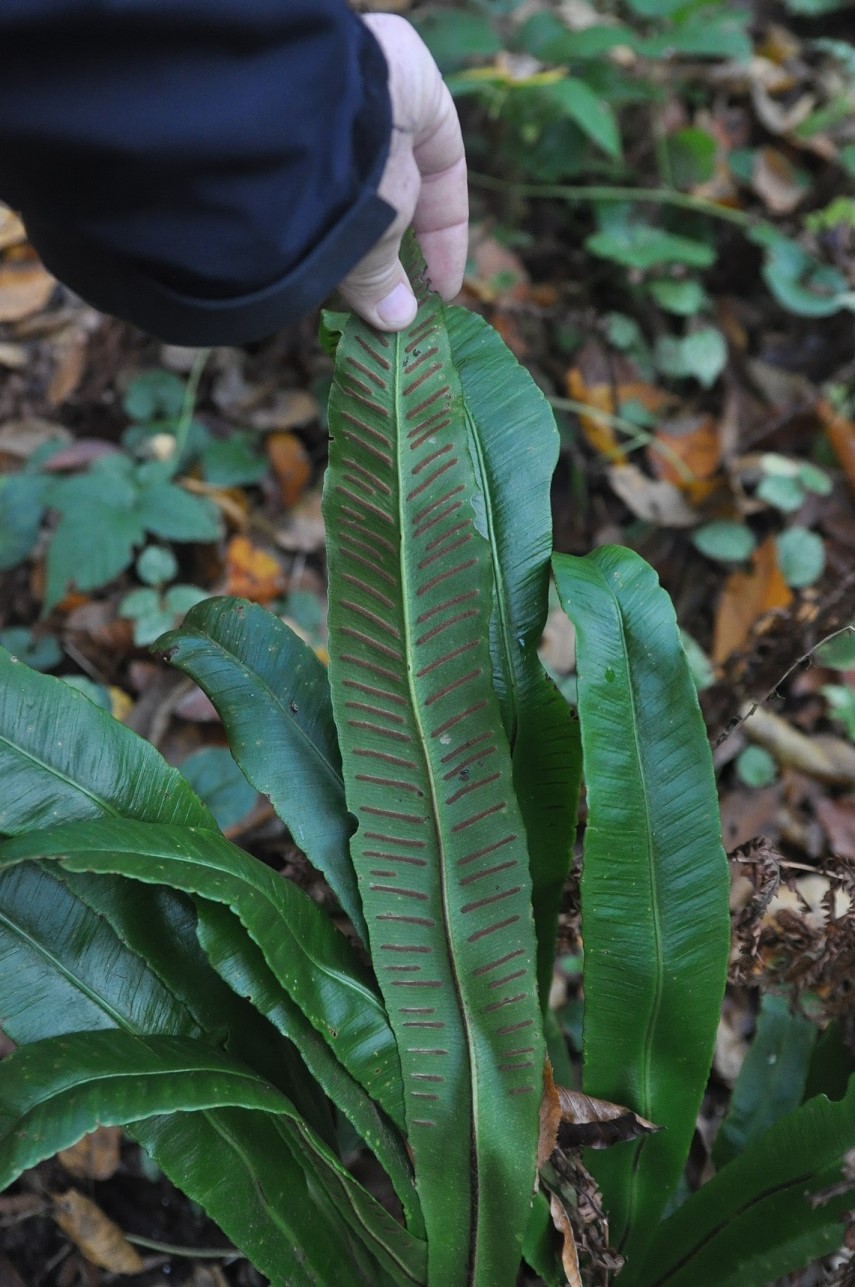 Image of Phyllitis scolopendrium specimen.