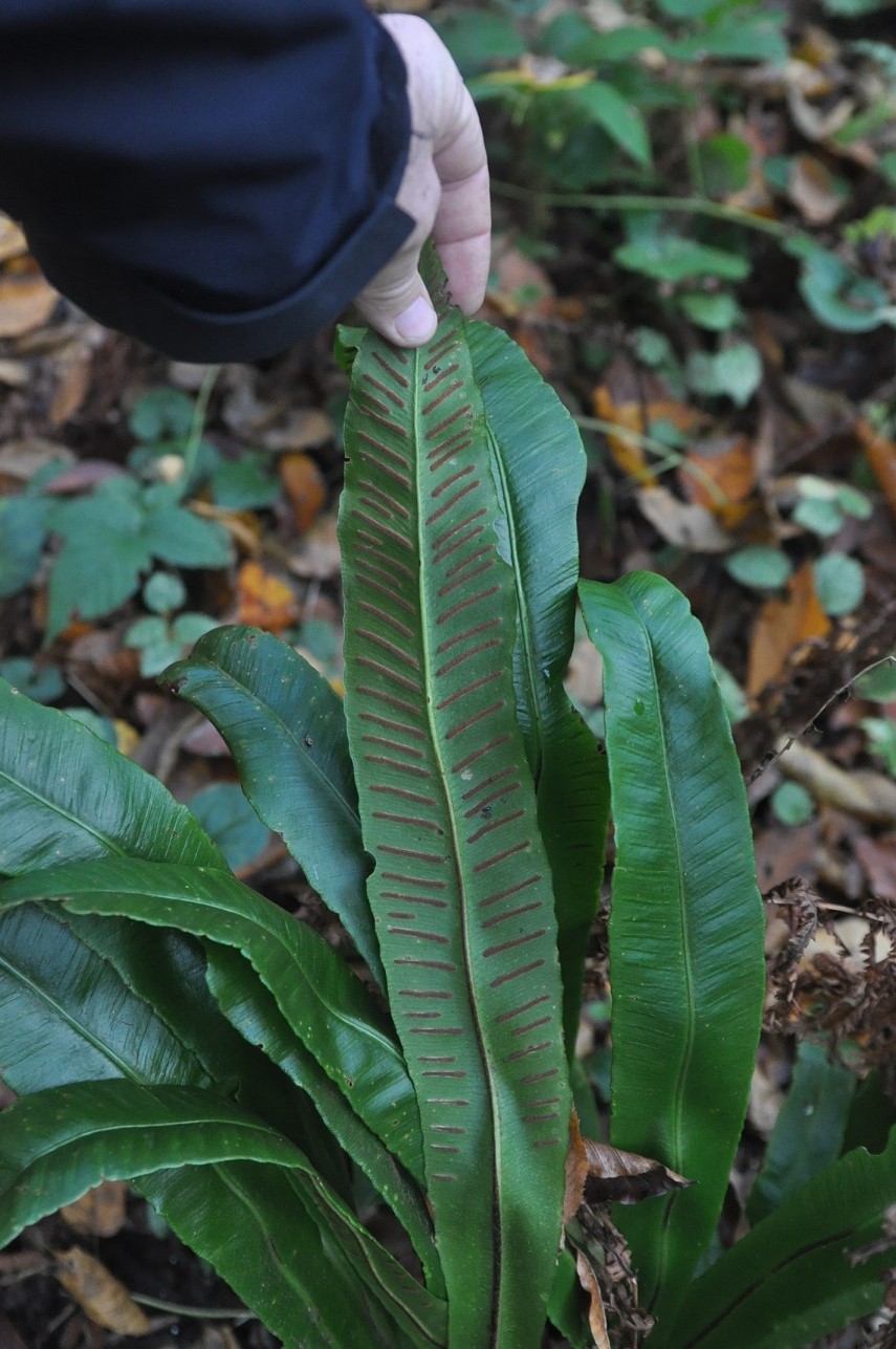 Image of Phyllitis scolopendrium specimen.