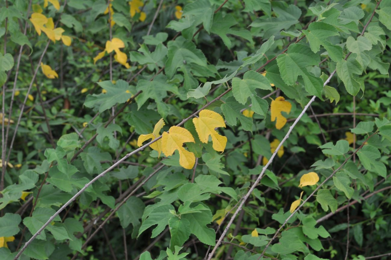 Изображение особи семейство Moraceae.