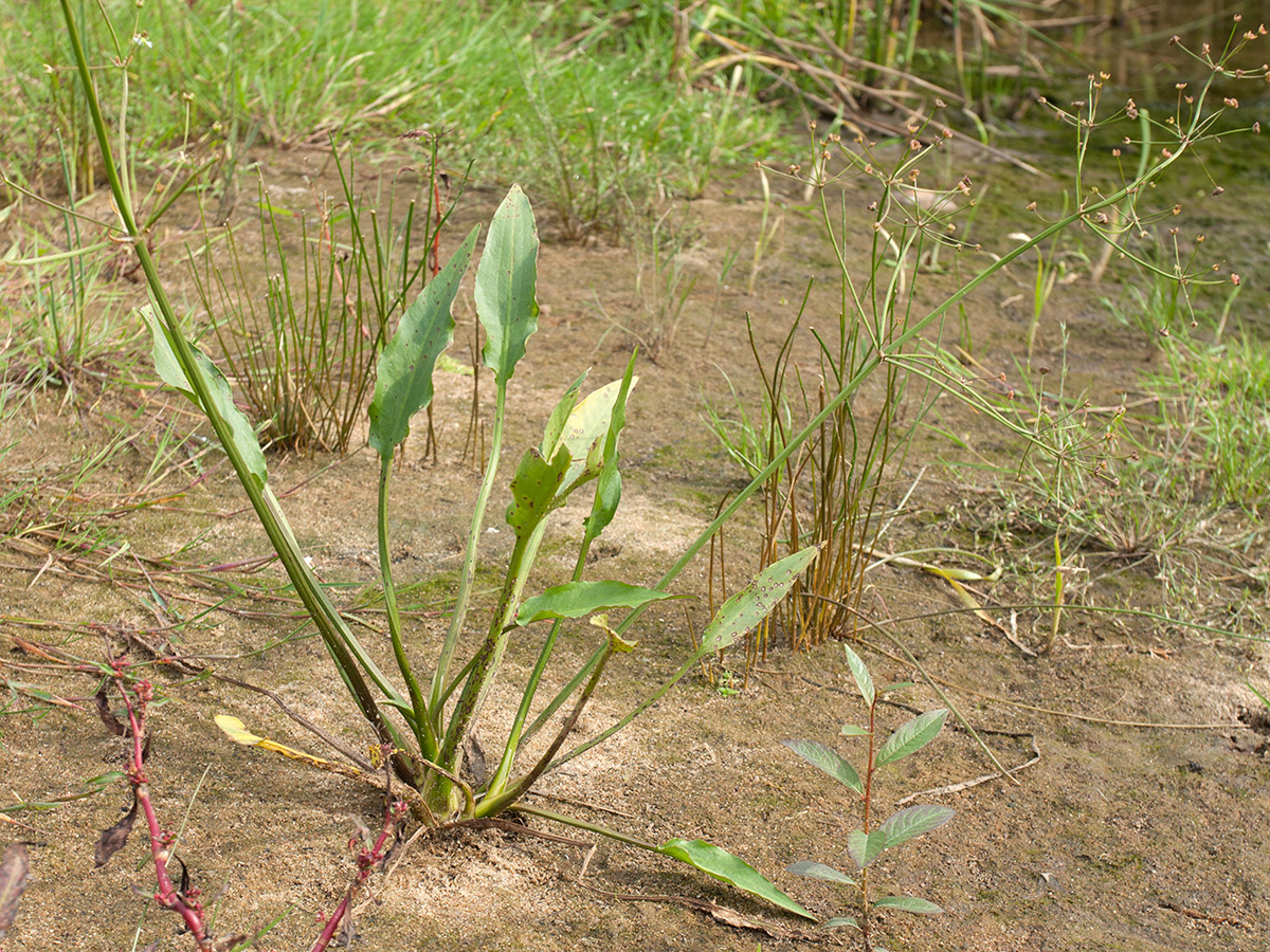 Image of genus Alisma specimen.