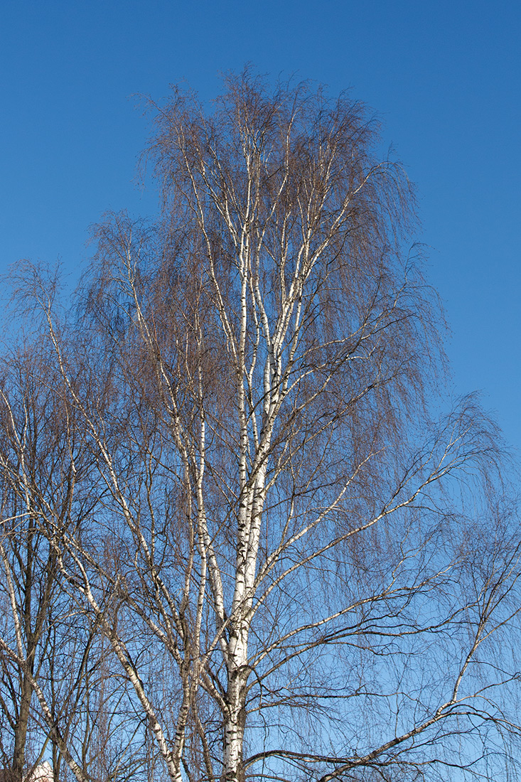 Image of Betula pendula specimen.