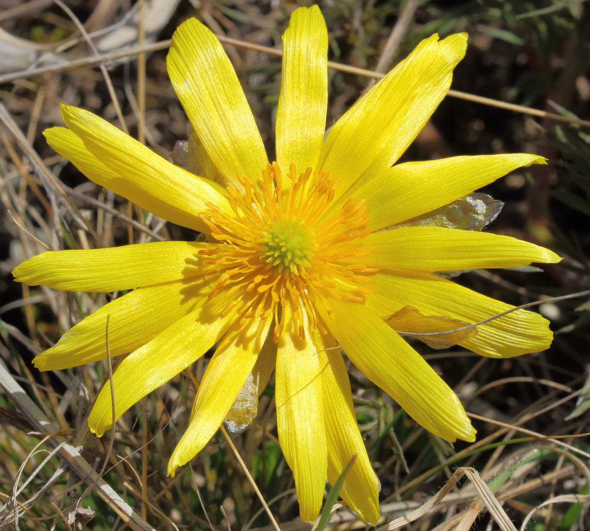 Image of Adonis volgensis specimen.