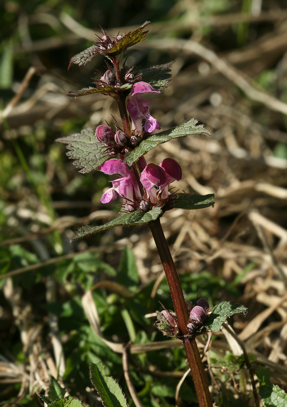 Image of Lamium maculatum specimen.