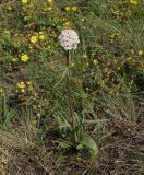 Valeriana tuberosa