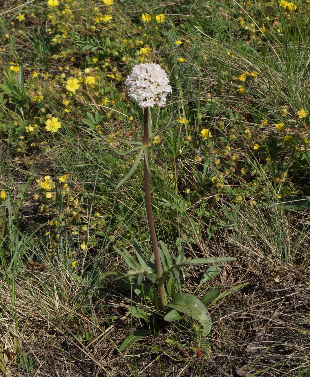 Image of Valeriana tuberosa specimen.