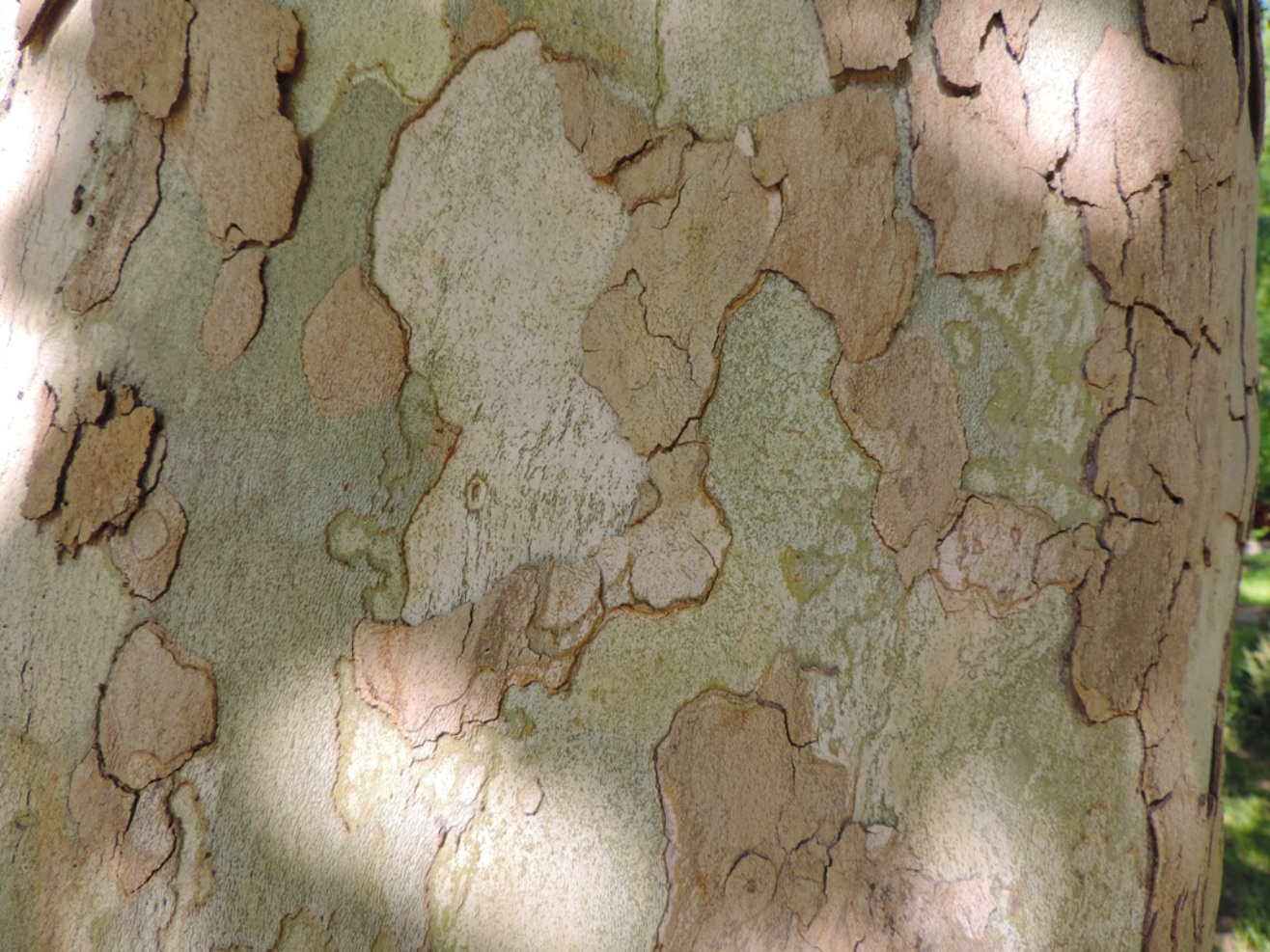 Image of Platanus &times; acerifolia specimen.