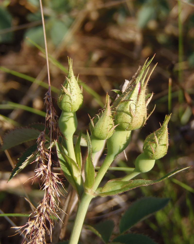 Image of genus Rosa specimen.