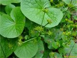 Caltha palustris