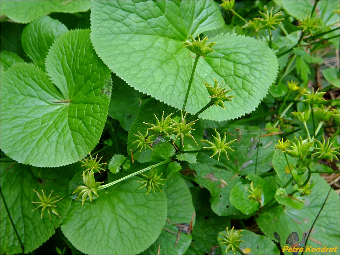 Изображение особи Caltha palustris.