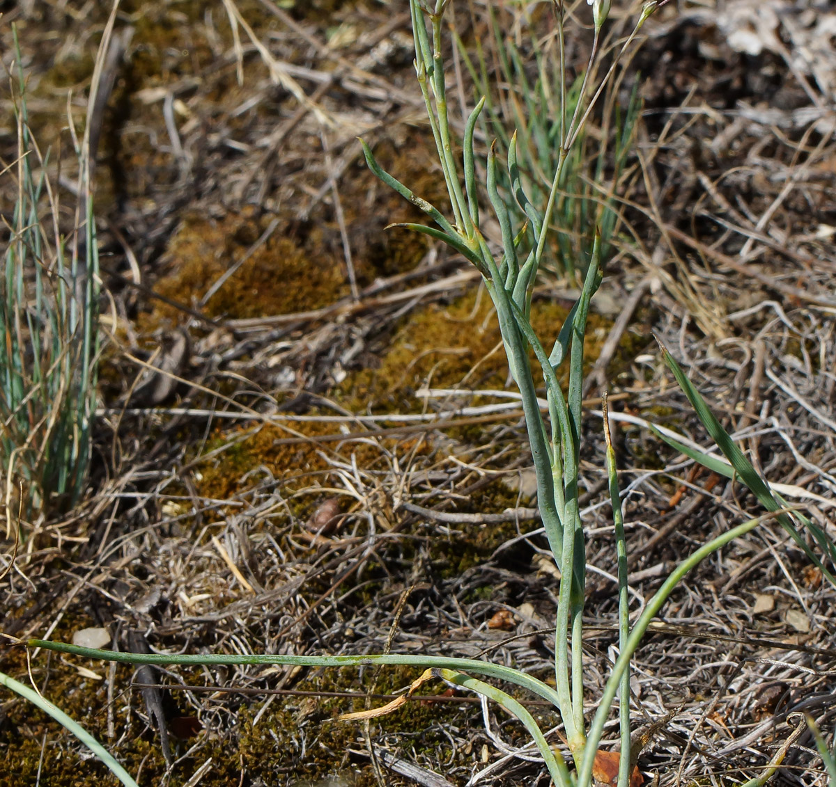 Image of Gypsophila patrinii specimen.