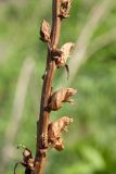 Orobanche pallidiflora
