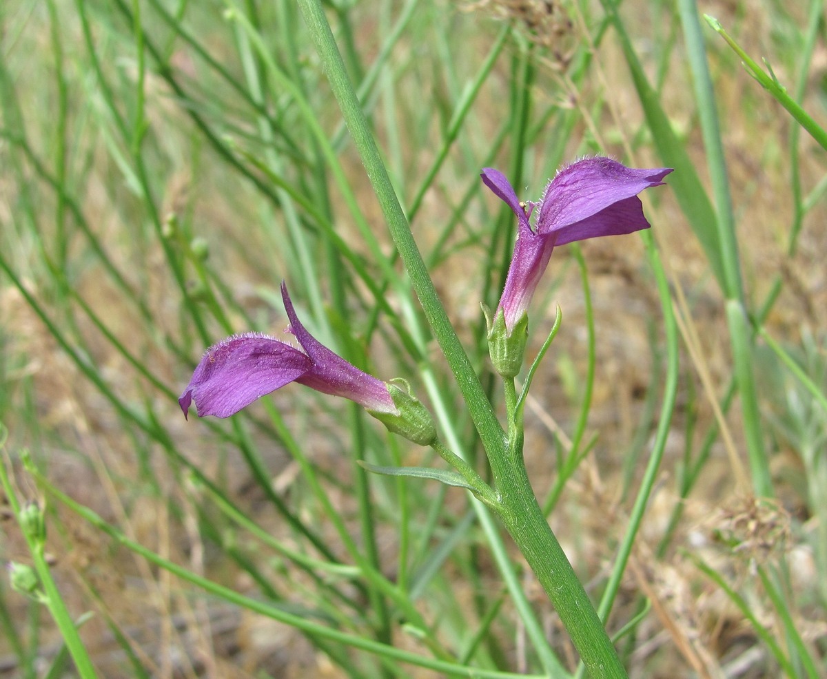 Изображение особи Dodartia orientalis.