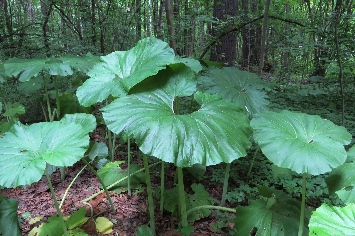 Изображение особи род Petasites.