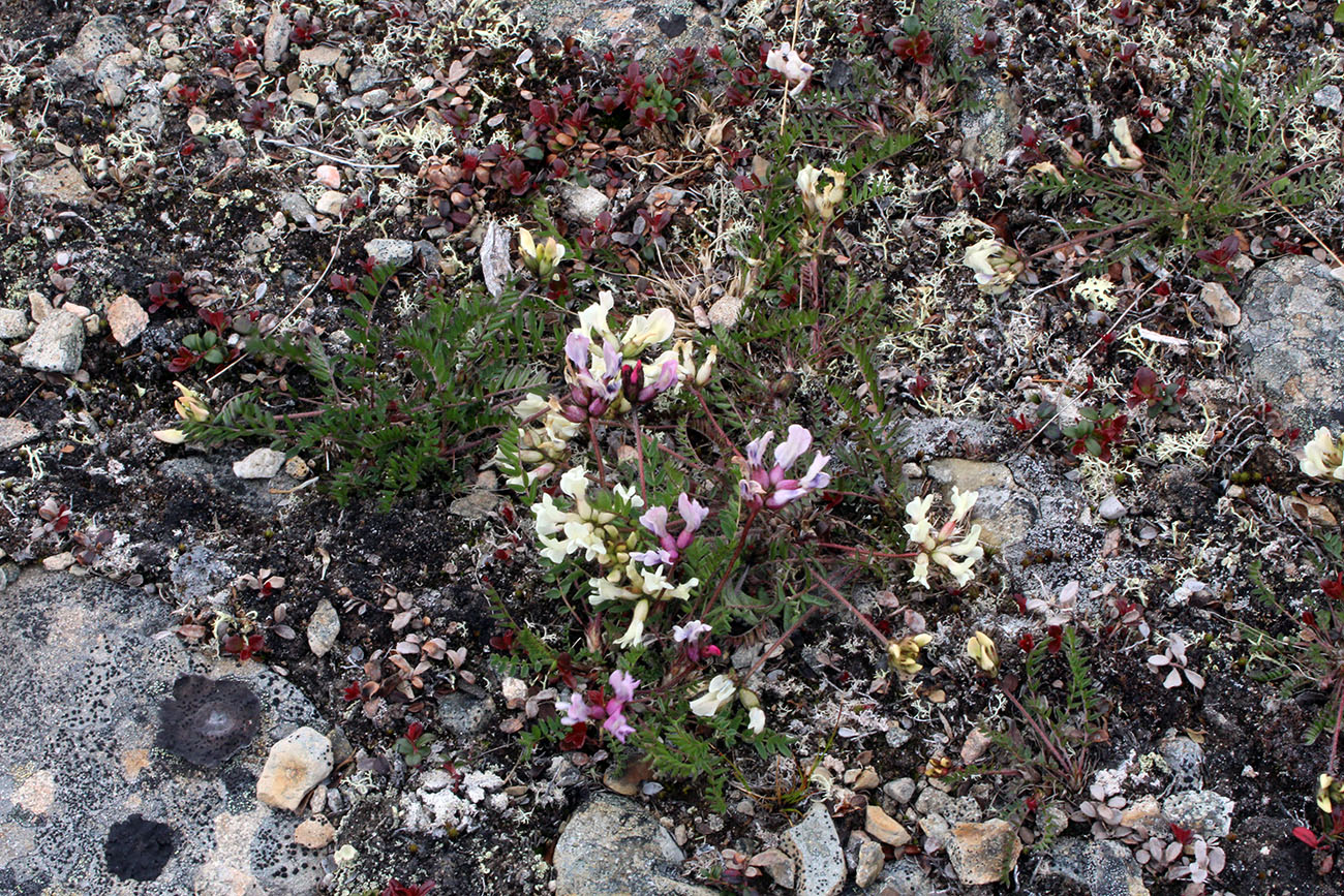 Image of Oxytropis sordida specimen.