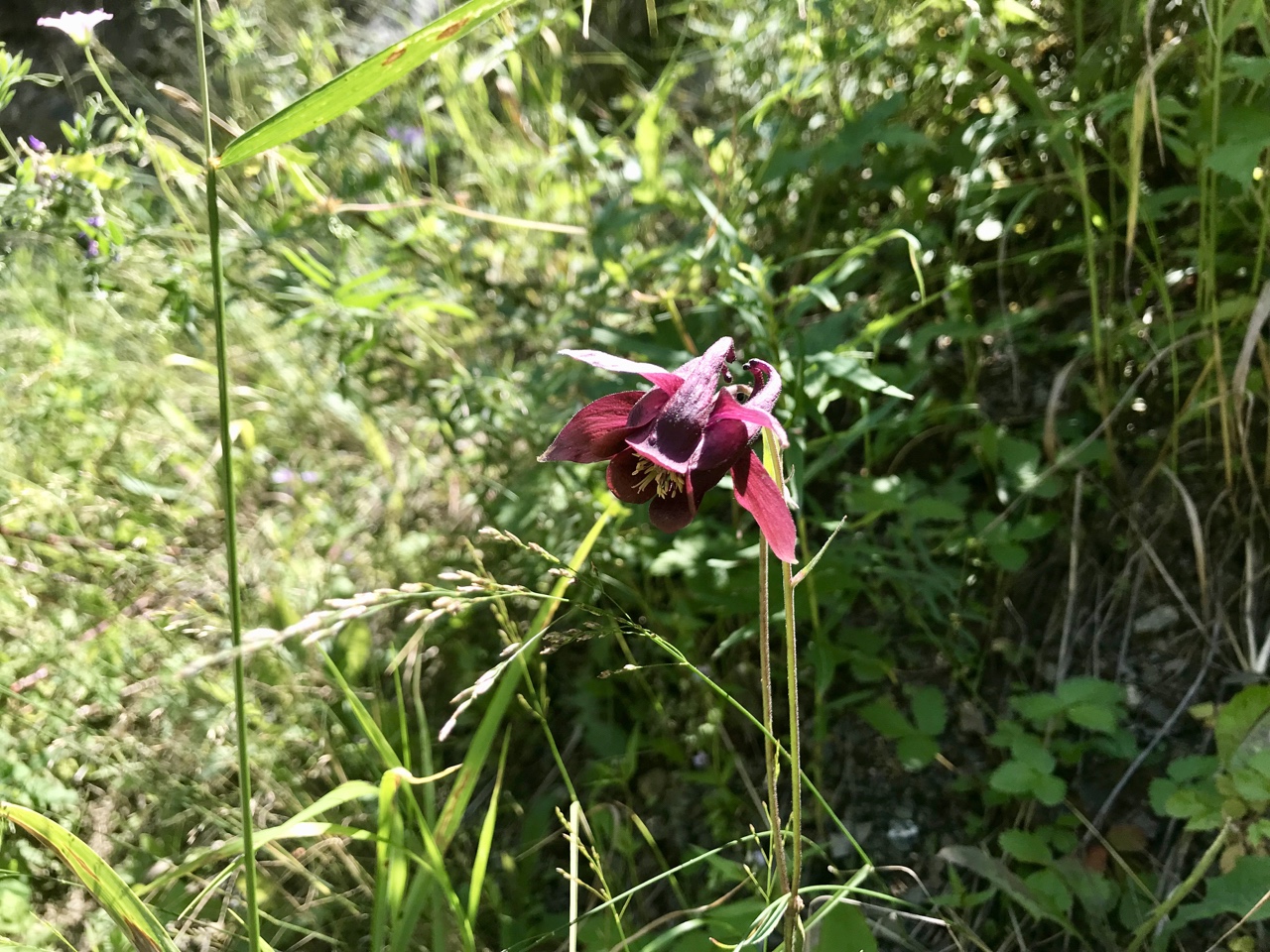 Изображение особи Aquilegia atrovinosa.