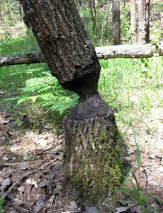 Image of Populus tremula specimen.