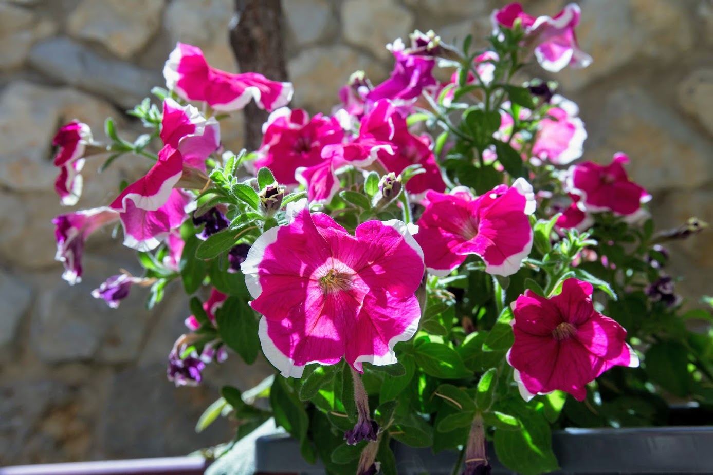 Image of Petunia &times; atkinsiana specimen.