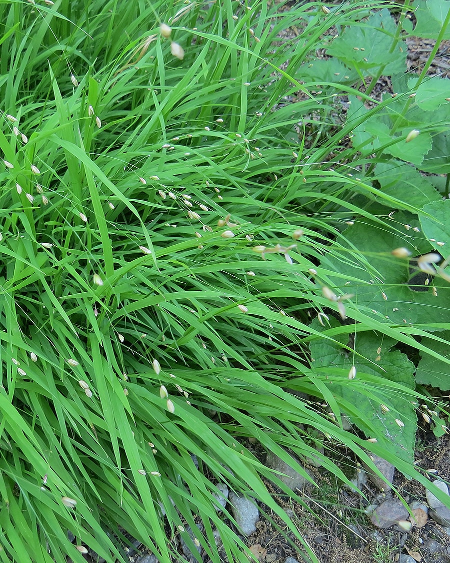 Image of Melica uniflora specimen.