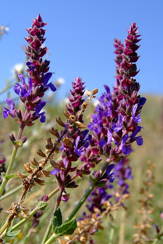 Изображение особи Salvia tesquicola.