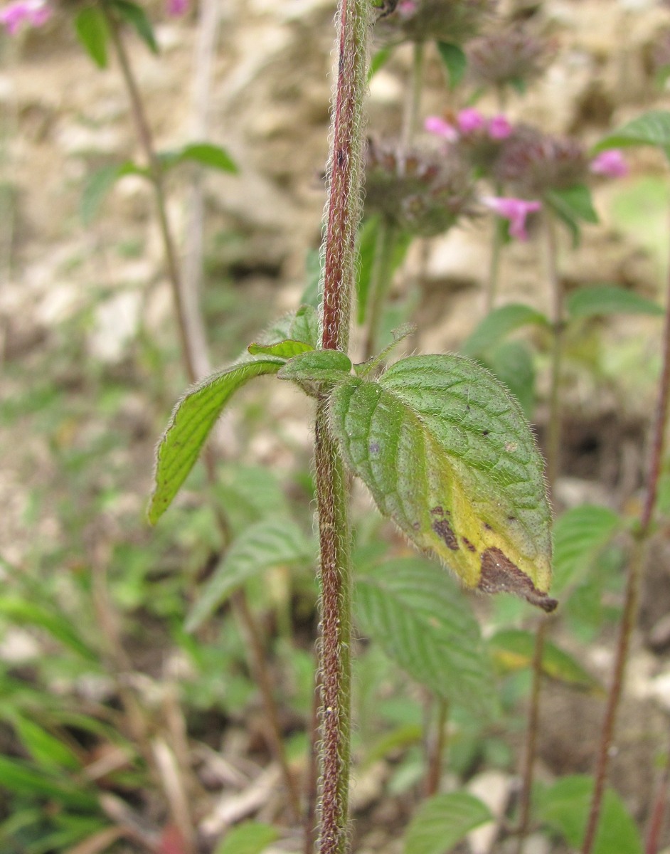 Image of Clinopodium vulgare specimen.