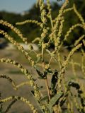 Atriplex tatarica