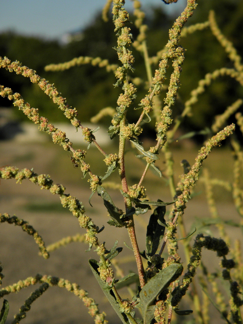 Изображение особи Atriplex tatarica.