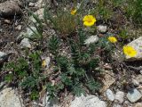 Potentilla sericea