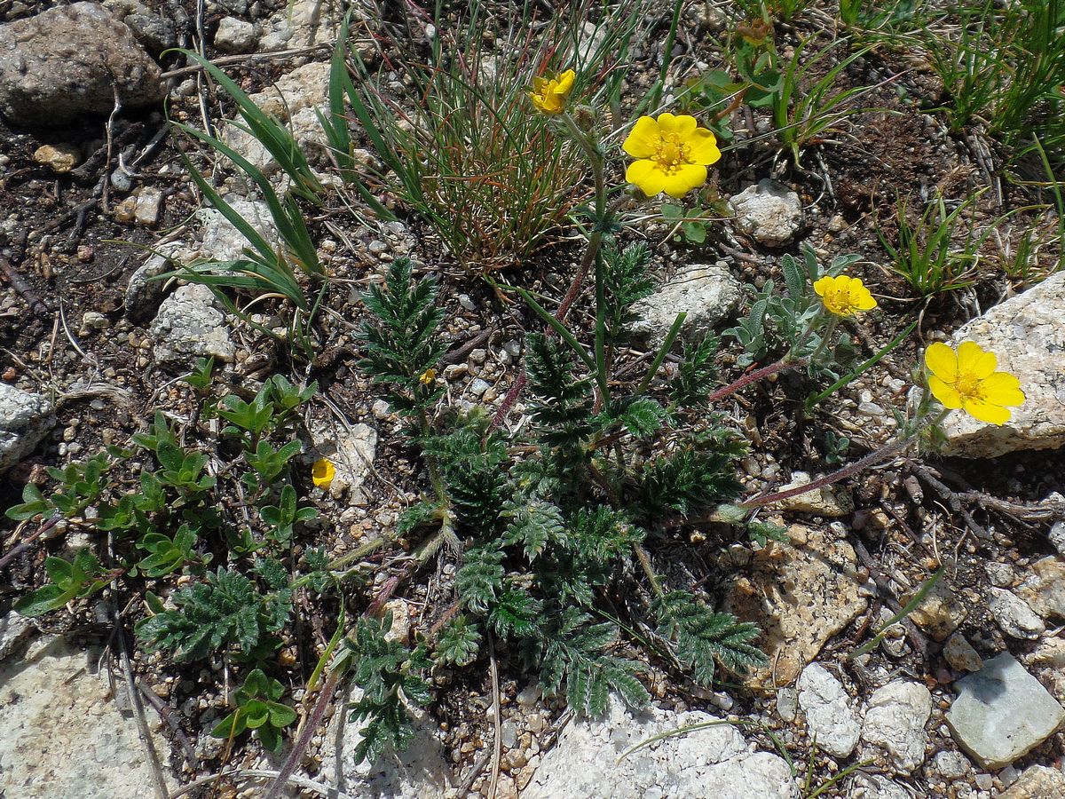 Изображение особи Potentilla sericea.