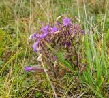 Campanula sibirica. Цветущие растения. Башкортостан, Учалинский р-н, Ильчигуловский сельсовет, окр. дер. Мулдашево, подножие хр. Нурали, правый берег р. Нижний Иремель, луг. 7 сентября 2018 г.