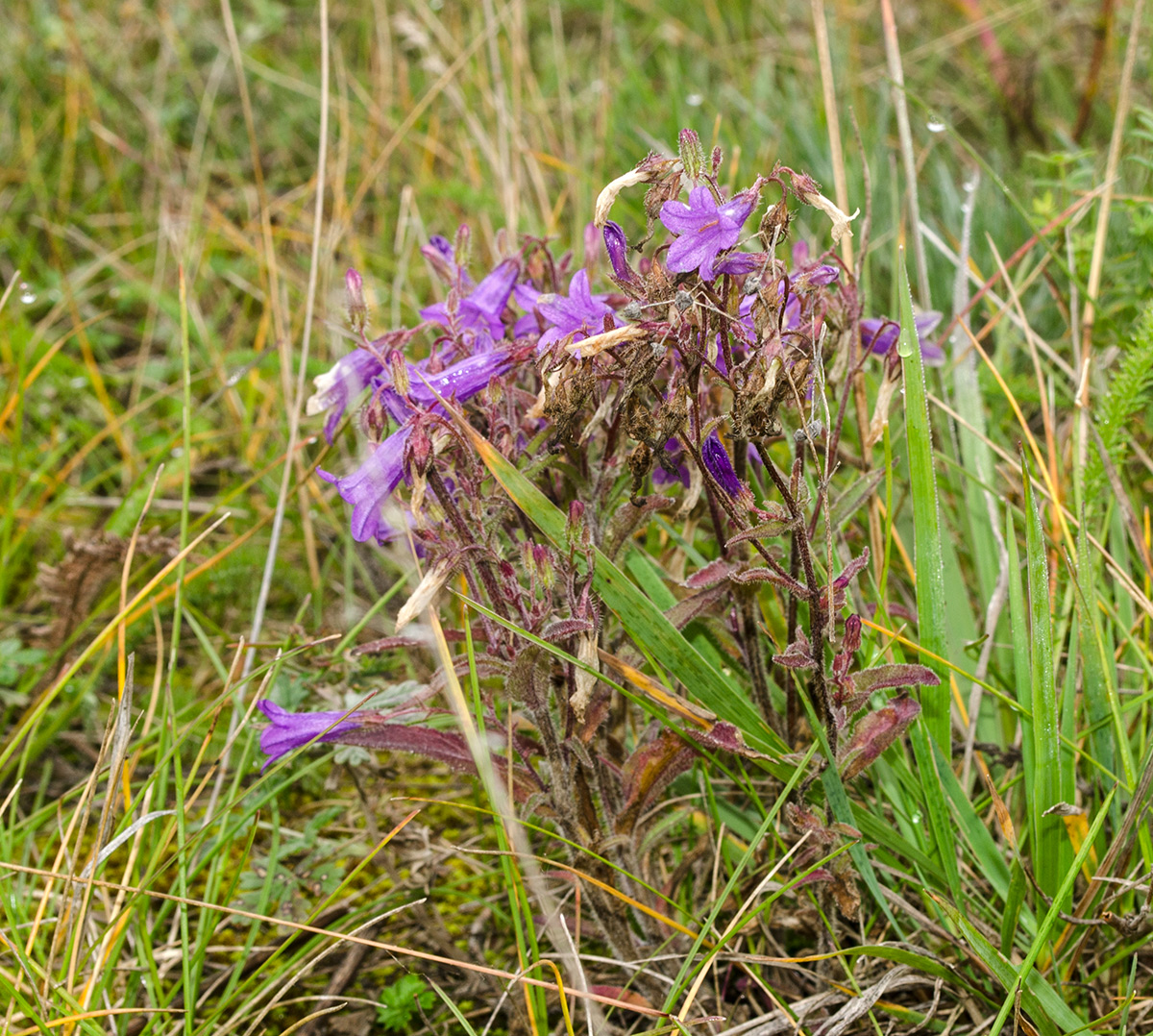 Изображение особи Campanula sibirica.