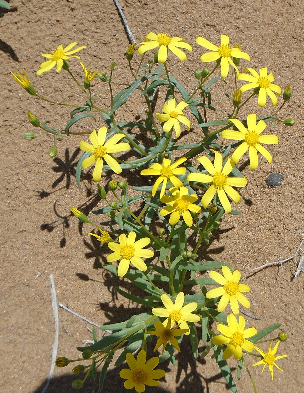 Image of Senecio subdentatus specimen.