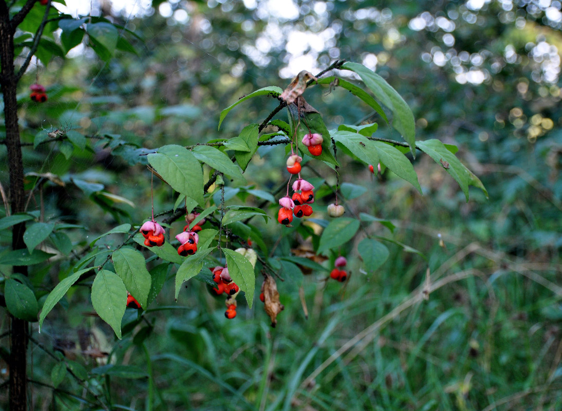 Изображение особи Euonymus verrucosus.