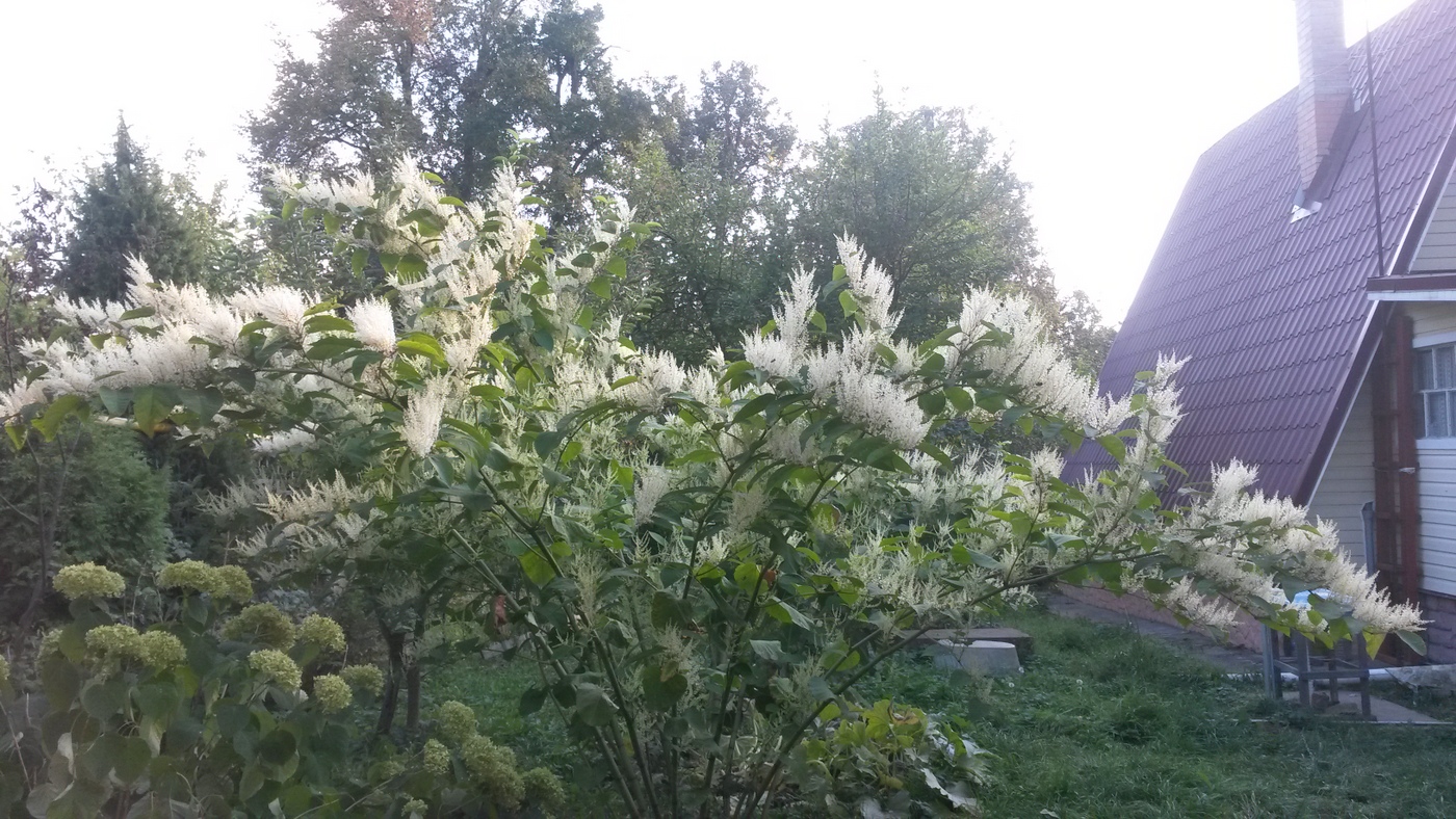 Изображение особи род Reynoutria.