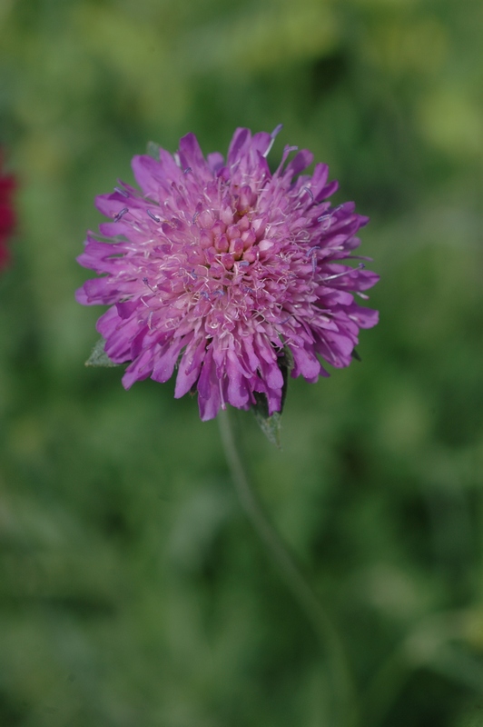Image of Knautia arvensis specimen.